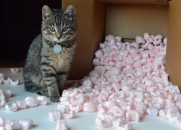 Kitten and packing peanuts