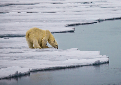 polar bear hunting for fish