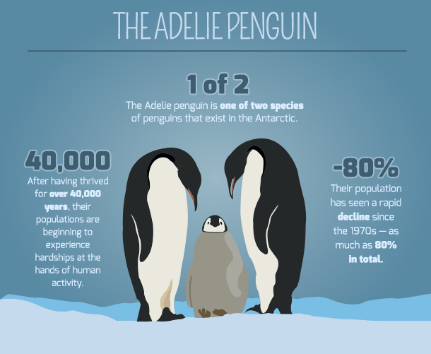 the adelie penguin graphic