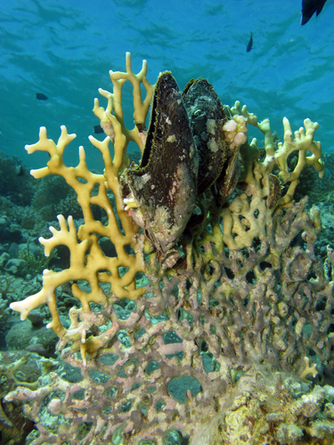 Fire coral and oysters