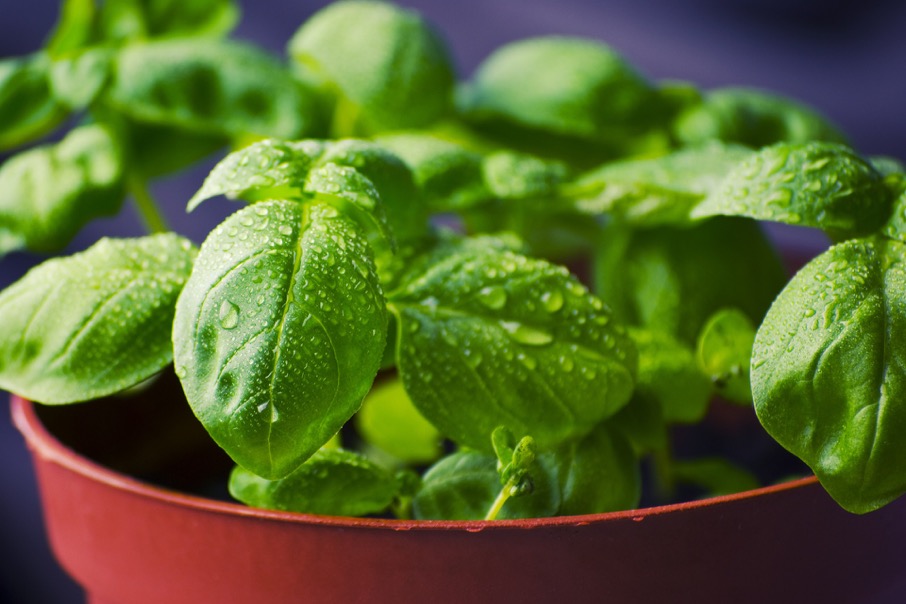 fresh basil growing pot