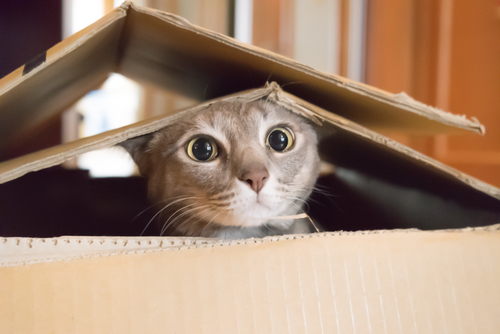 A cat plays hide and seek in a cardboard box