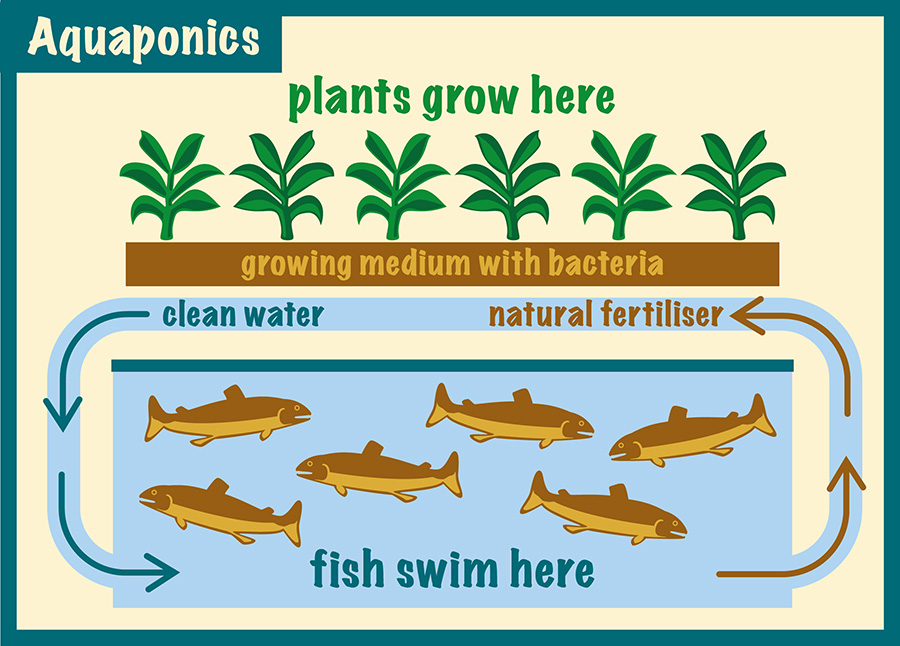 Aquaponics diagram