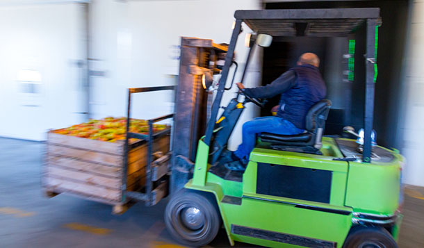 forklift carrying crate of apples