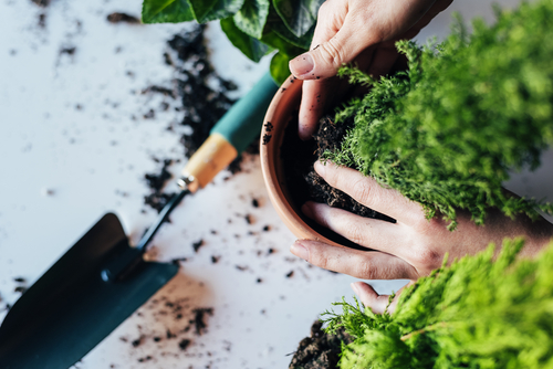 hands transporting plant