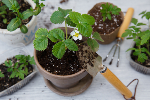 transporting strawberry plants